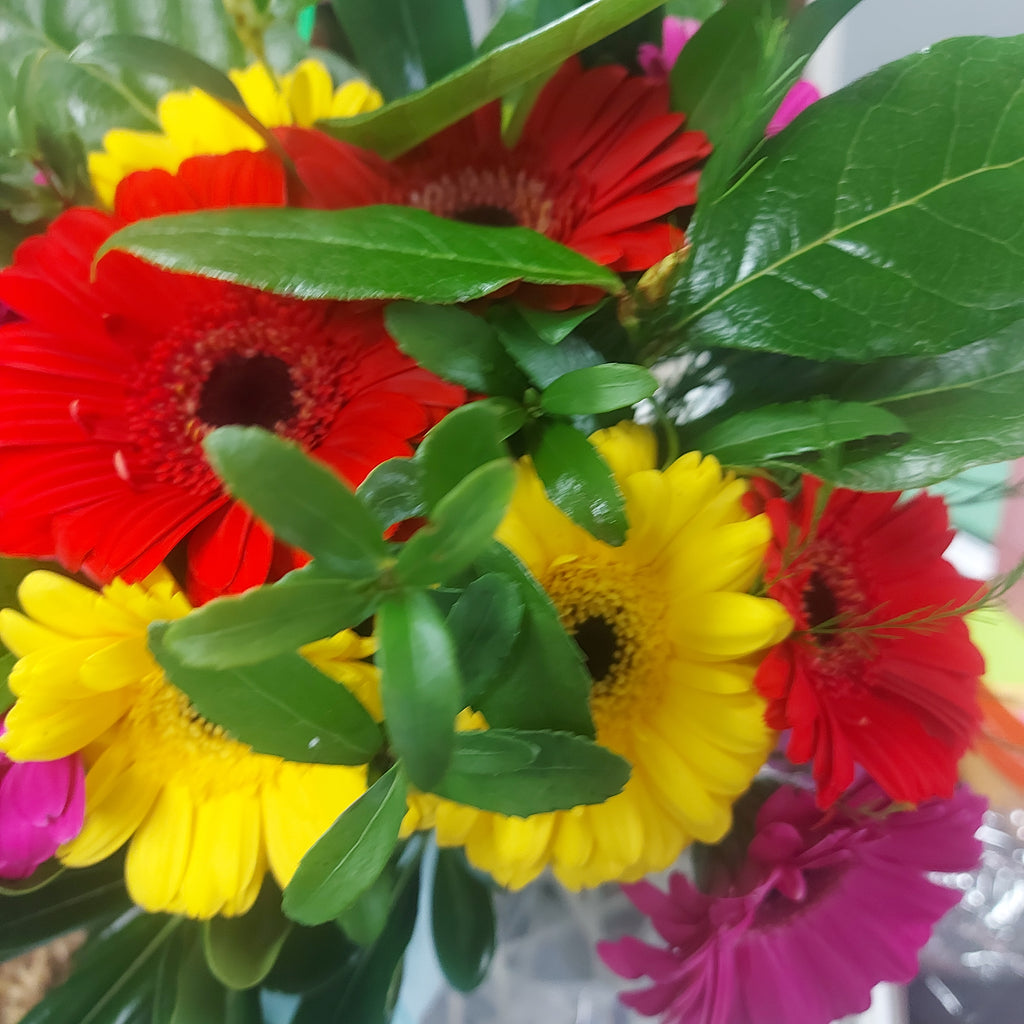 A handful of Gerbera daisies.