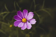 Lake Country Flowers